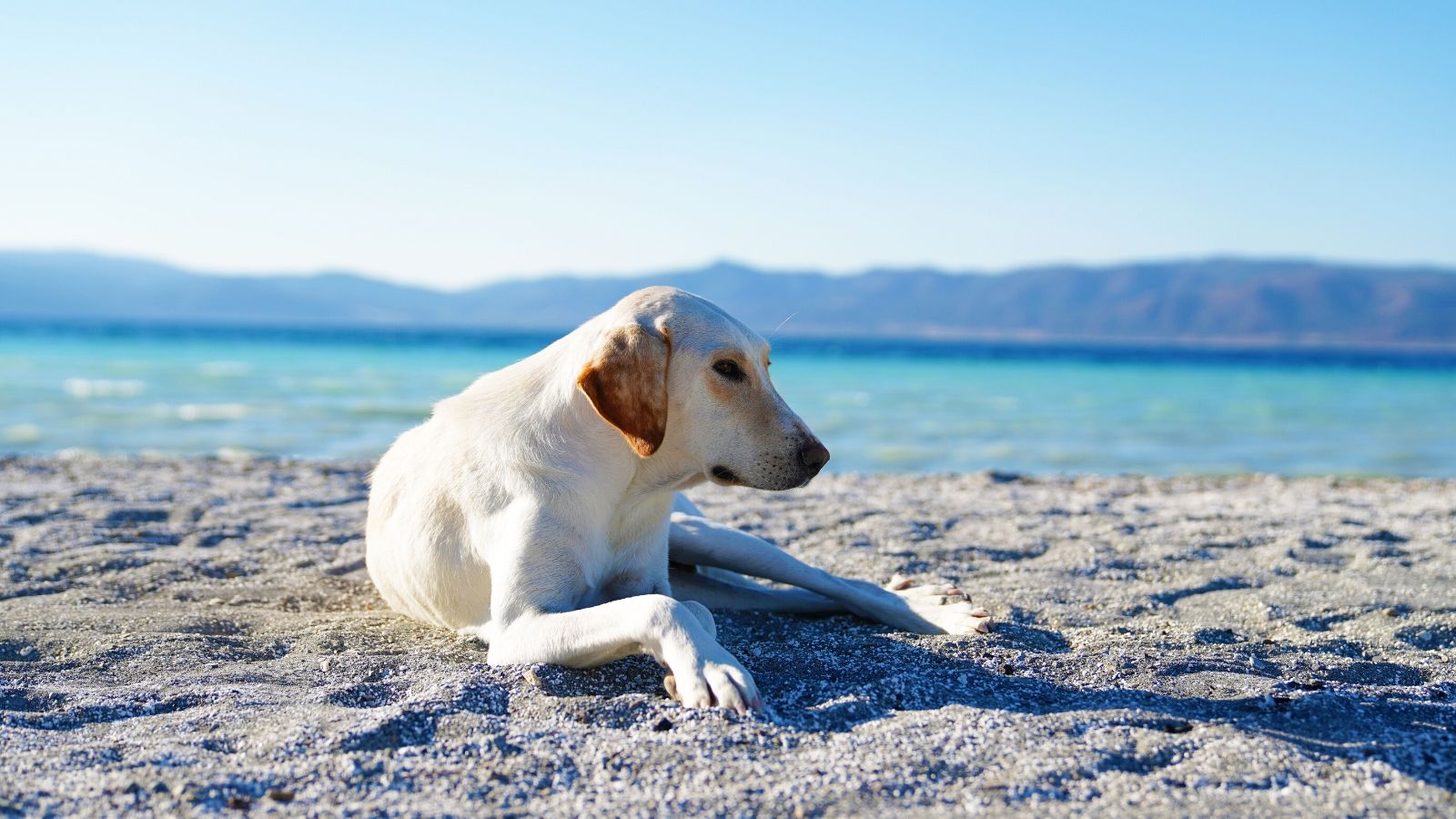 Unterkunft Gardasee Hund