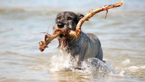 Wo finde ich Hundestrände am Gardasee ?