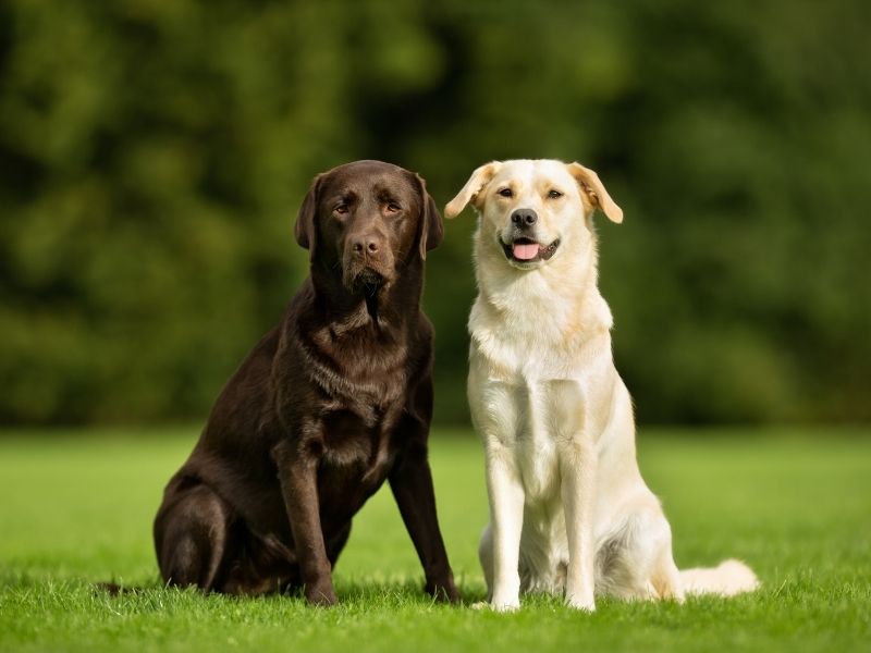Ferienwohnungen mit Hunden